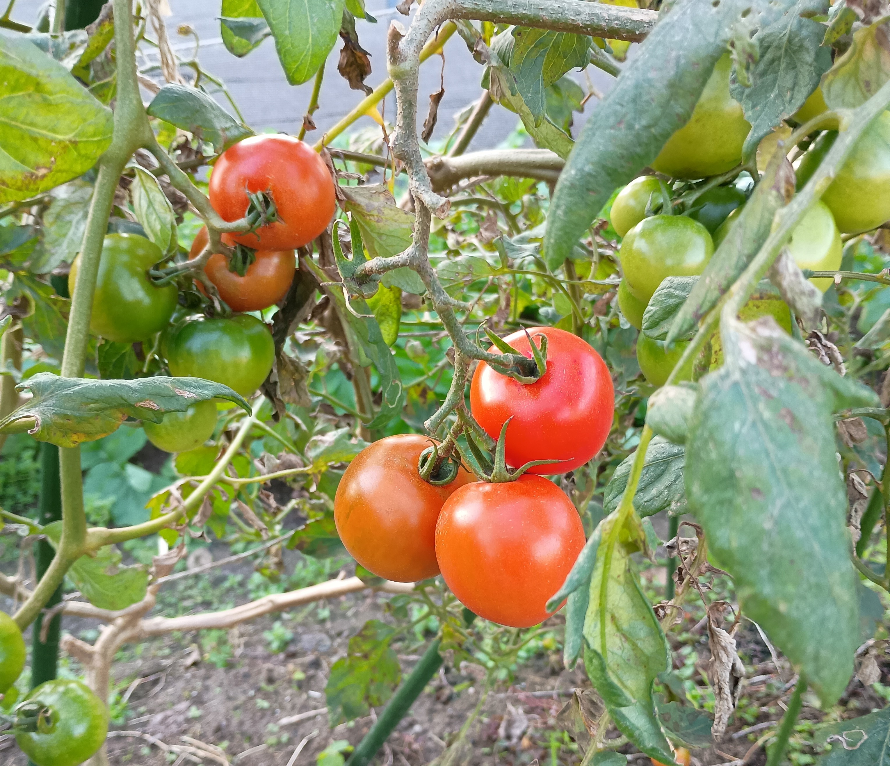 812-3_tomato_20251206