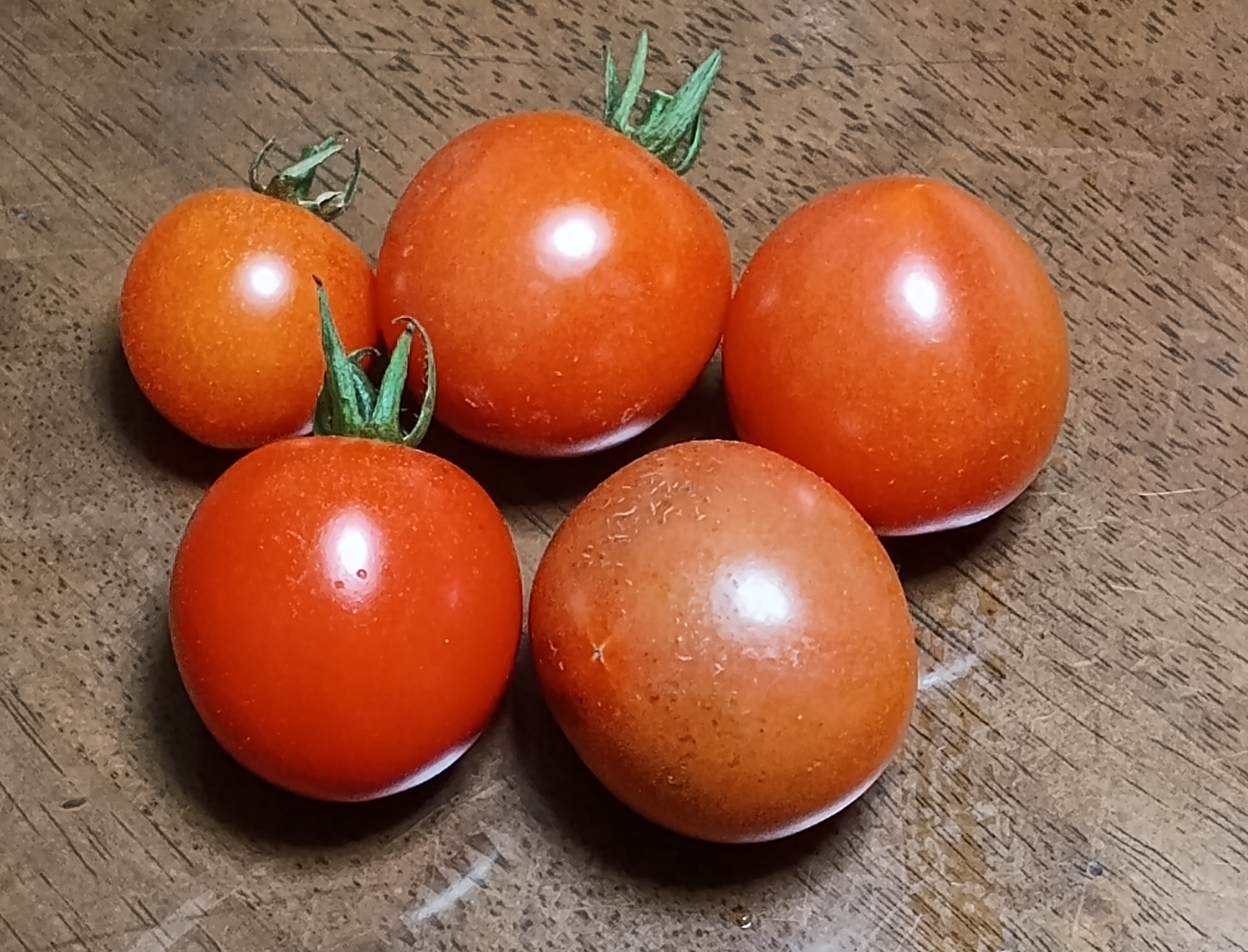 812-5_tomato_20251206