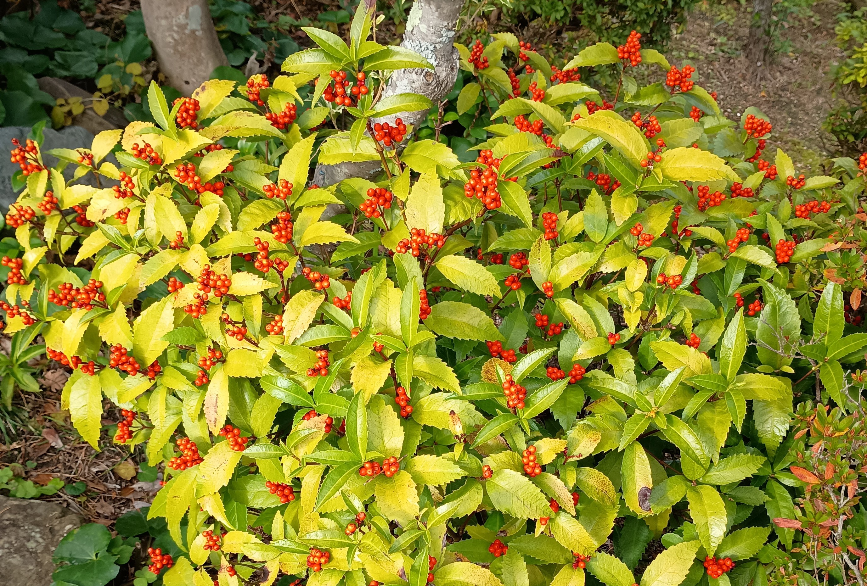 815-2_sennryou_20251222