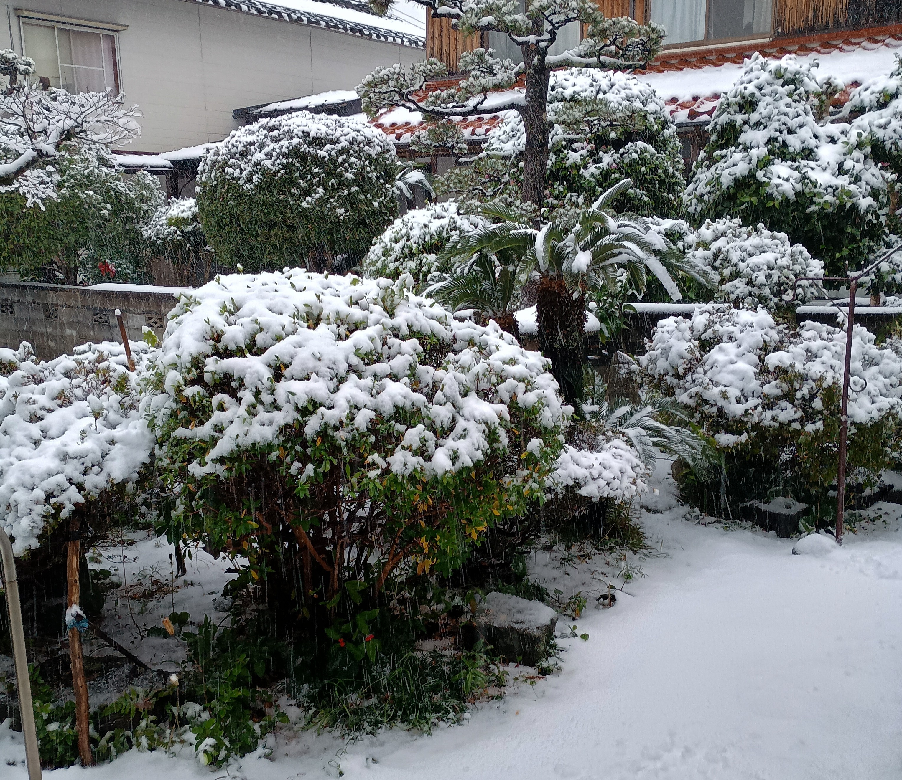 816-1_snow_202512262