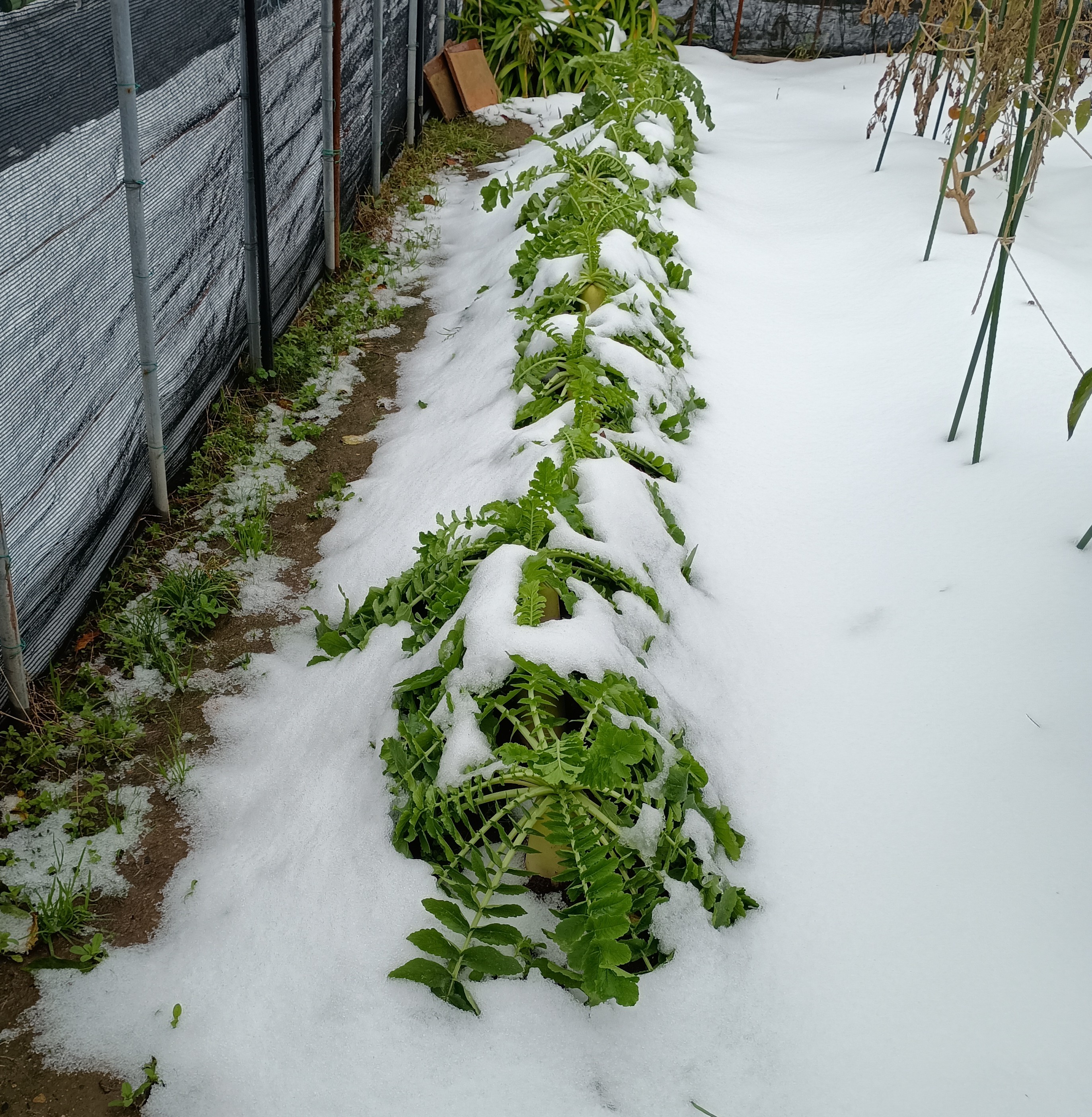 817-1_daikon_20251228