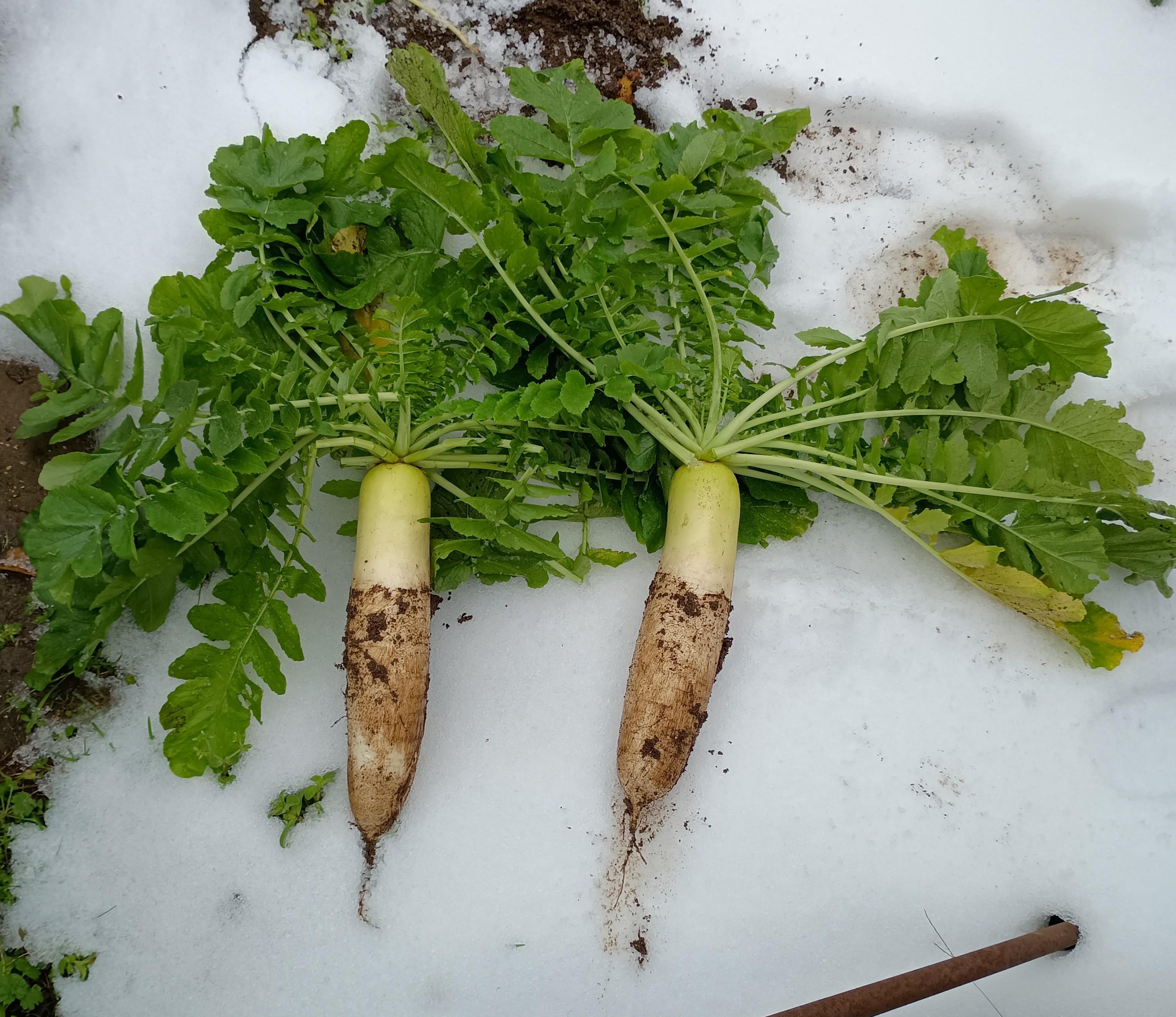 817-2_daikon_20251228