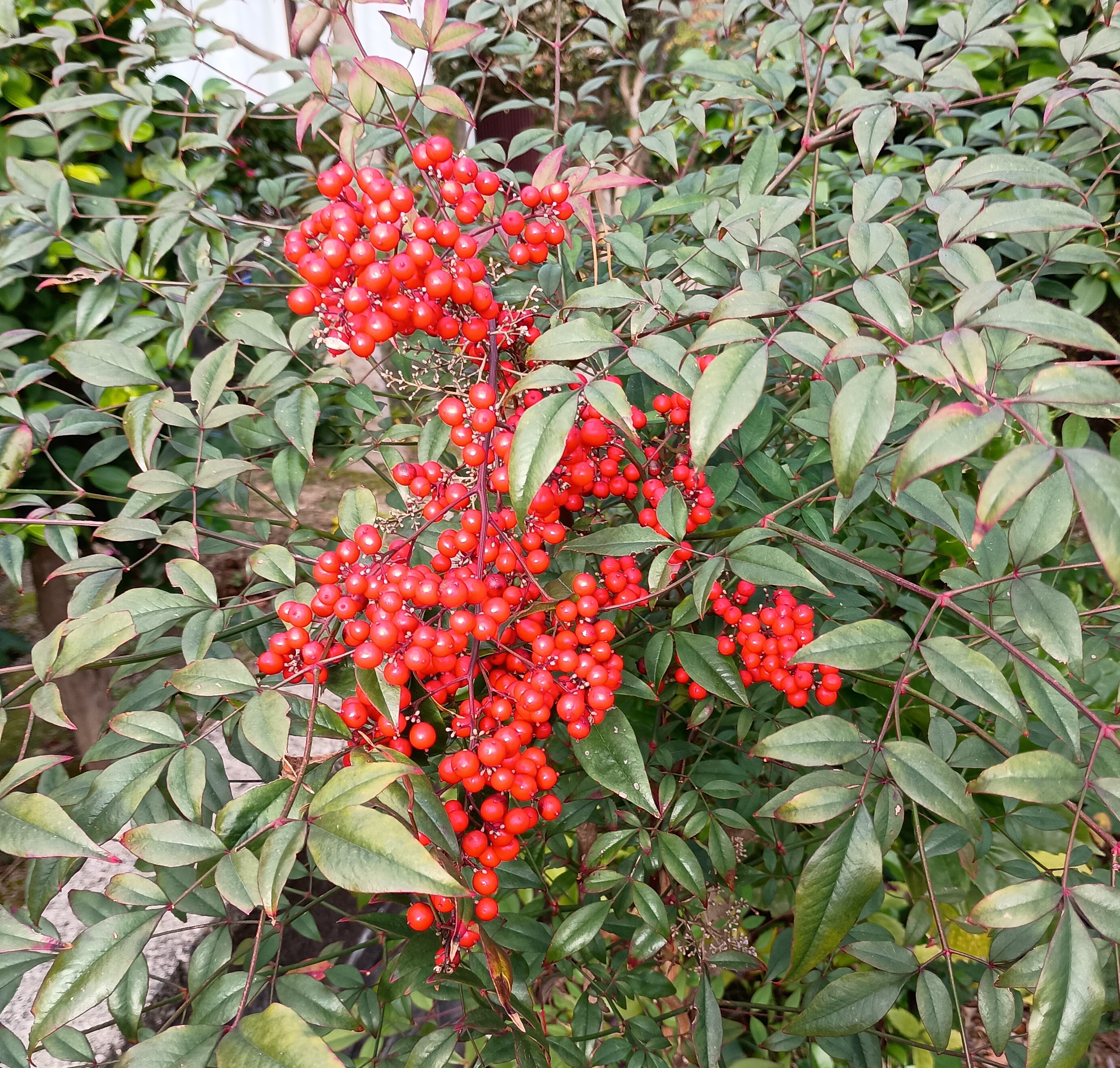 819-1_nanten_202512208