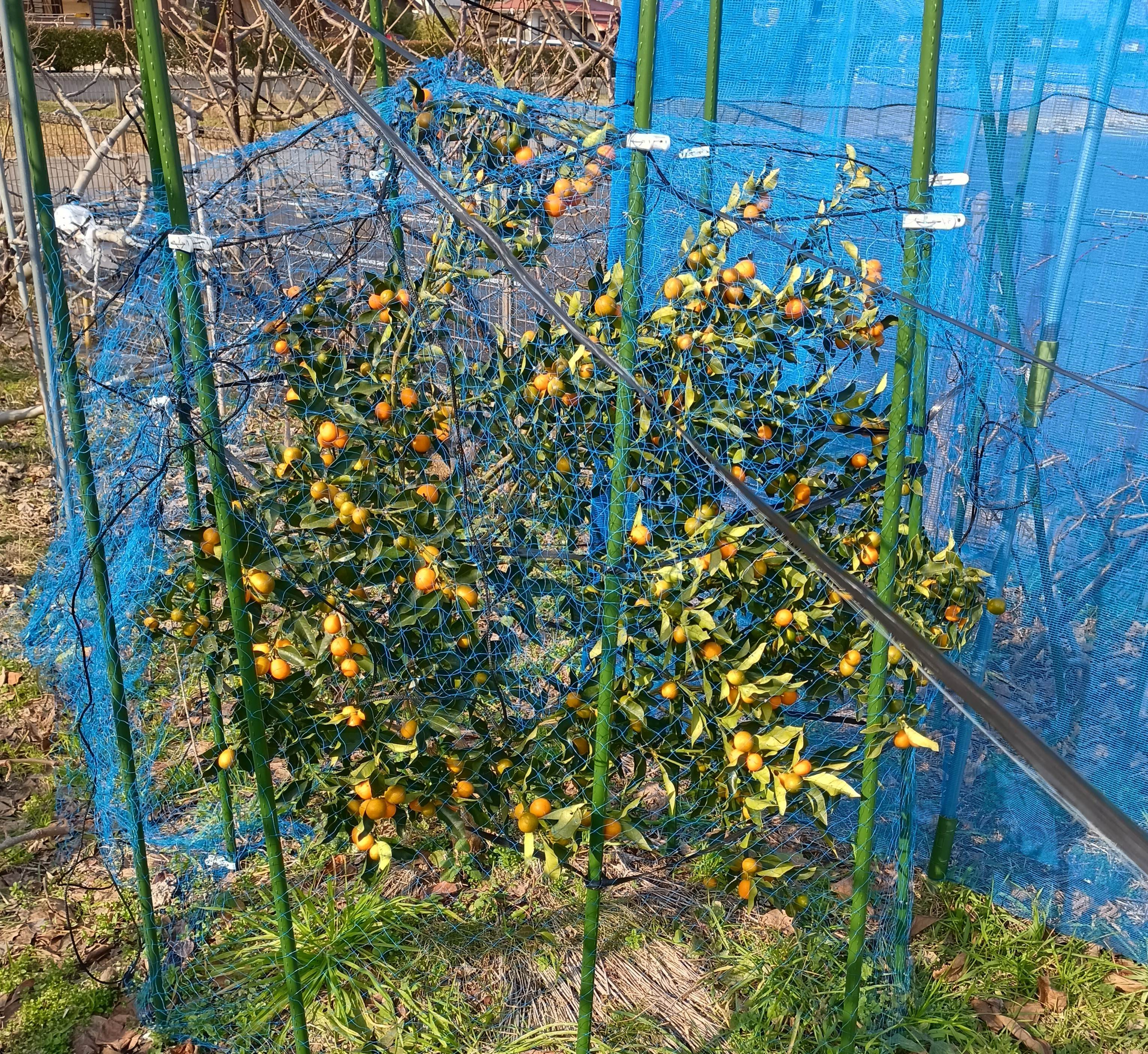 823-1_kinkan_202601175