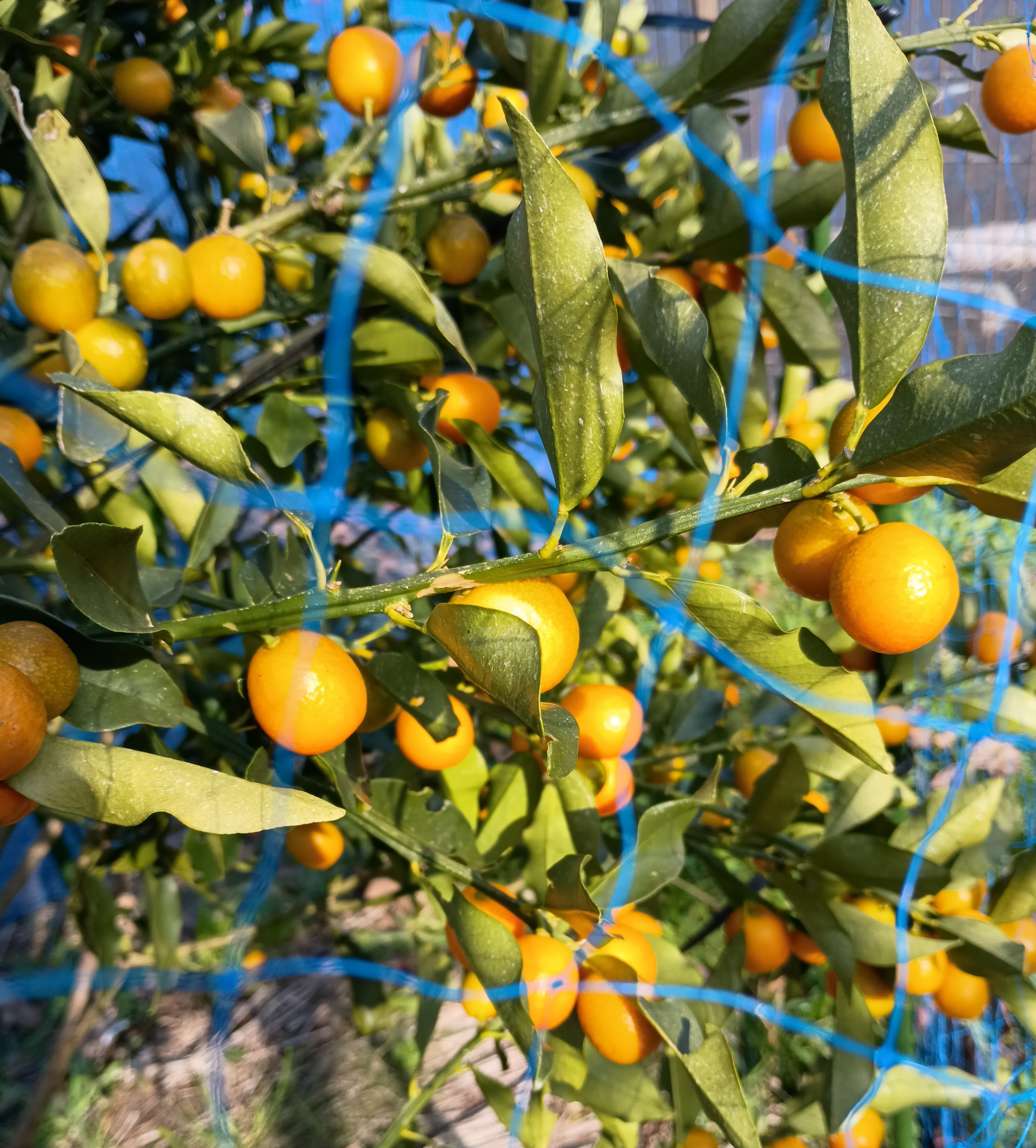 823-2_kinkan_20260117