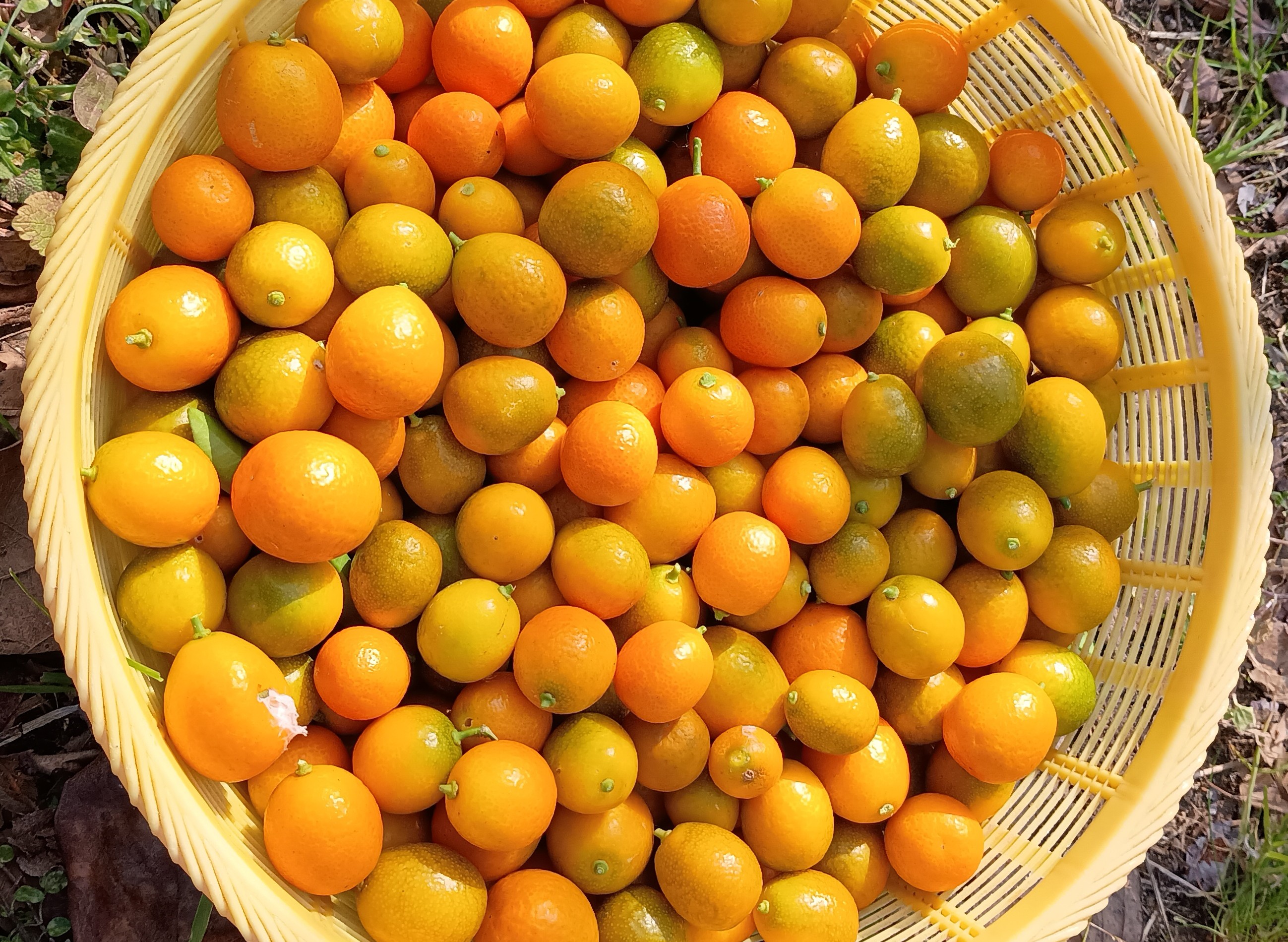 823-3_kinkan_20260117