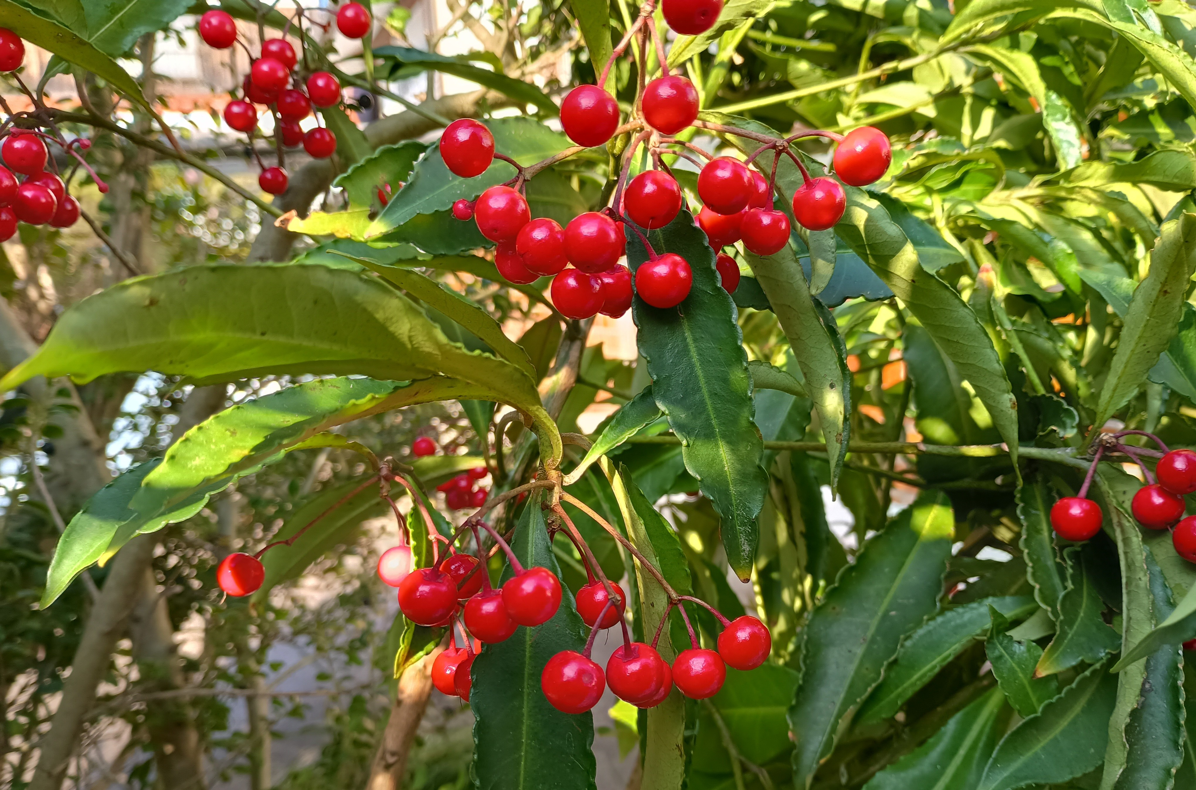 827-1_mannryou_20260202