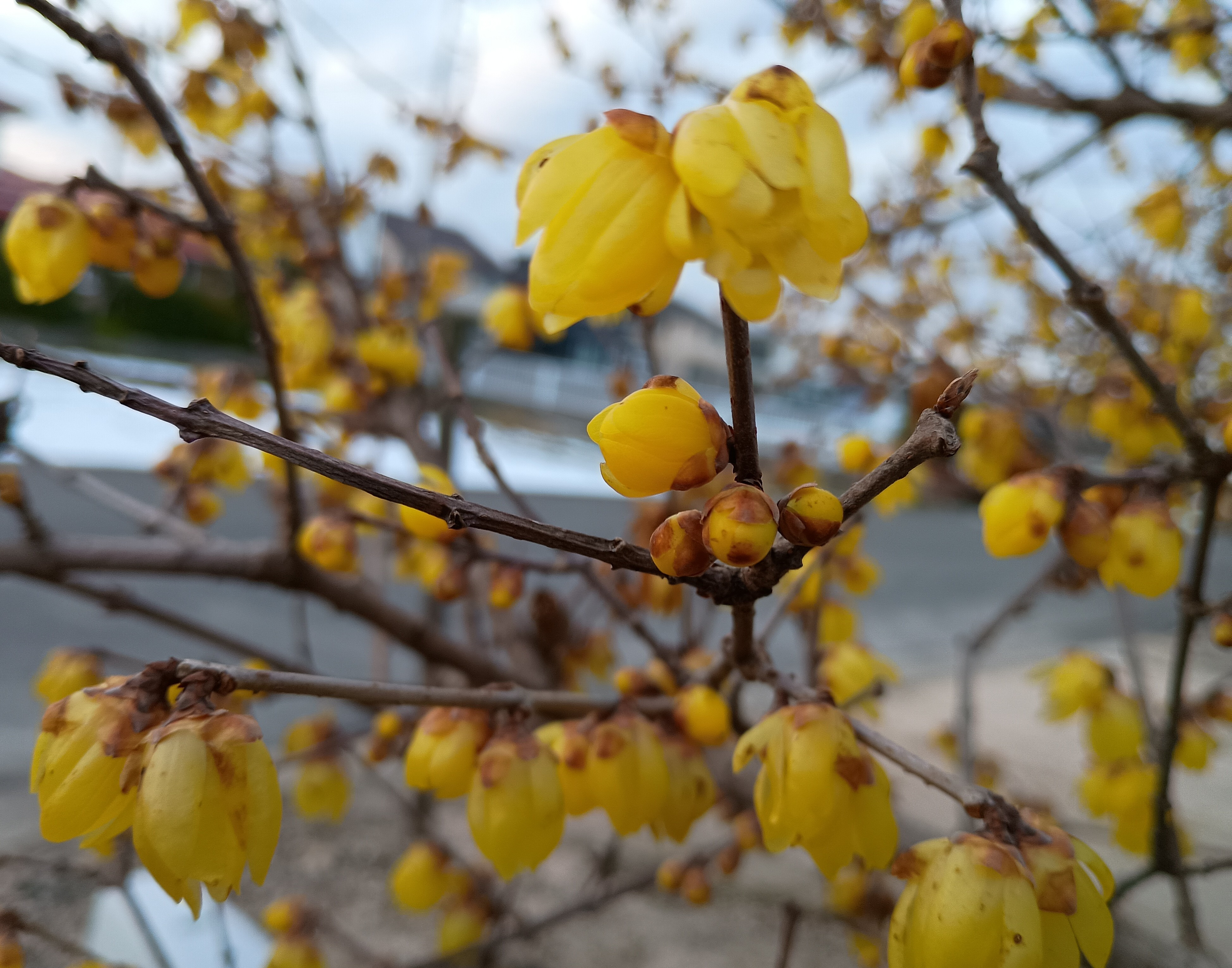 828-1_roubai_20260204