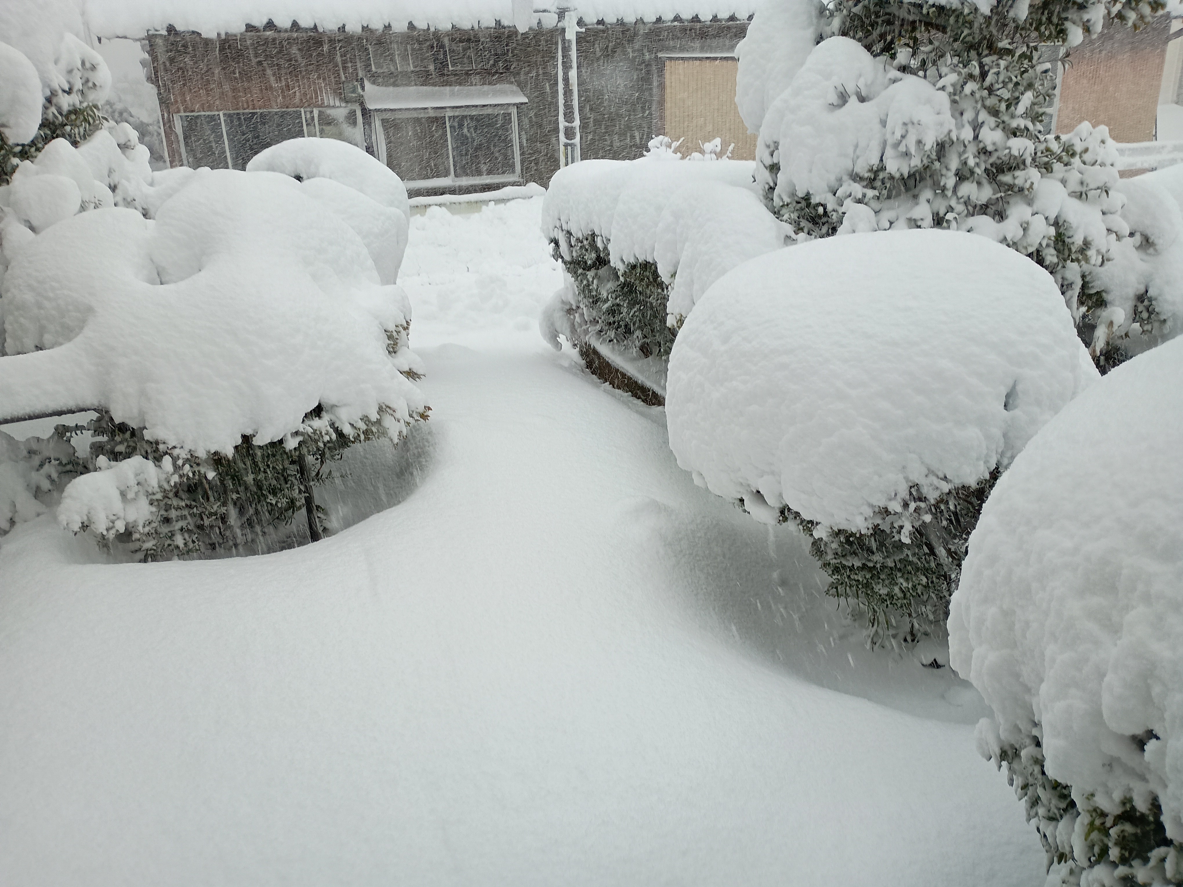 829-2_ooyuki_20260208