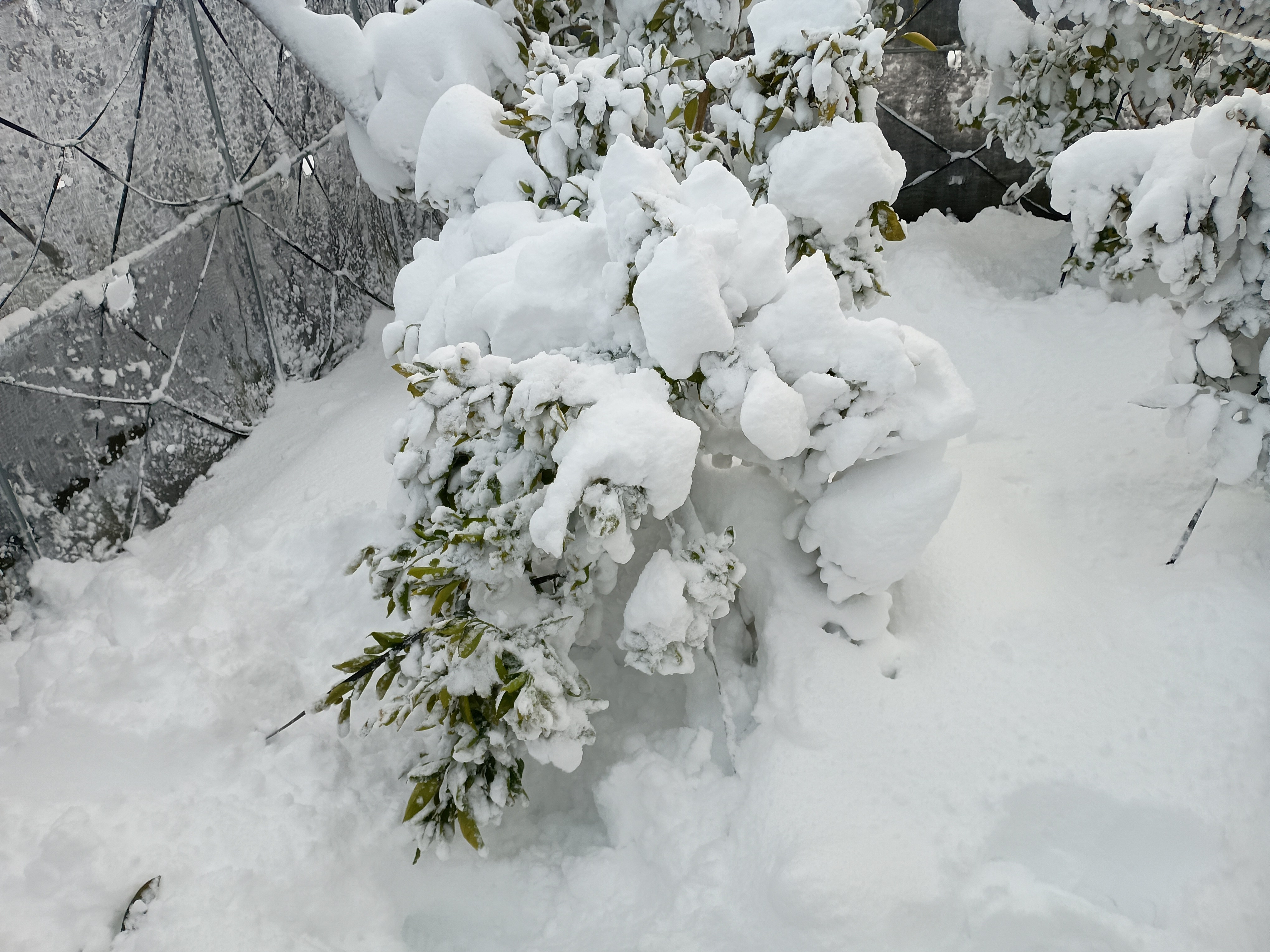 829-3_ooyuki_20260208